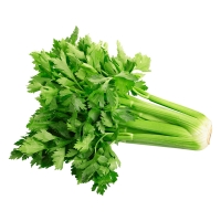 Նեխուր կապ